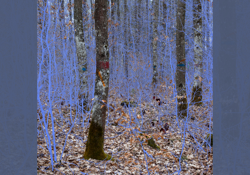 Artistic depiction of trees